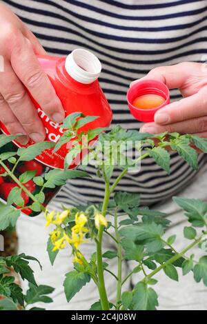 Solanum lycopersicum. Tomatenfutter vor dem Gießen der Pflanzen verdünnt messen, um starkes, gesundes Wachstum und Fruchtbildung zu fördern. Stockfoto