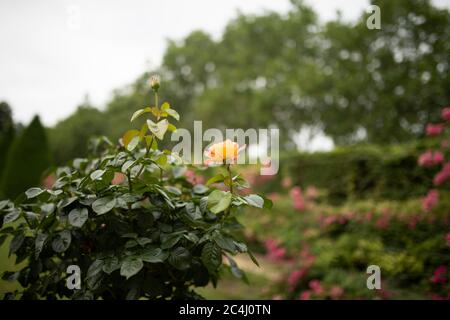 Wunderschöne Frottee Rosen auf dem Hintergrund des französischen Gartens. Bush mit hellgelb. Englische Rosen. Blühende Teerosen mit Frottee-Peetals. Gartenarbeit. Rosenkranz Stockfoto