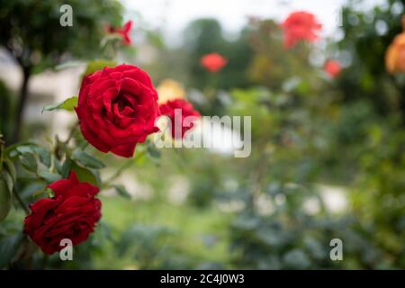 Wunderschöne Frottee Rosen auf dem Hintergrund des französischen Gartens. Bush mit leuchtend roten englischen Rosen. Dunkelrosa blühende Rosen mit Frottee-Peetals. Gartenarbeit. Rosar Stockfoto