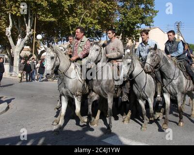 Gardiens Camarguaises und ihre lebhaften einheimischen Pferde begleiten einen Stier zur Stierkampfarena für die Jeu Taurine in Aigues Mortes. Stockfoto