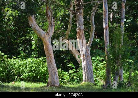 Die Eukalyptusbäume mit einem weißlichen Stamm vor dem Dschungel auf Mauritius. Alexandra fällt Black River Gorges Park Stockfoto