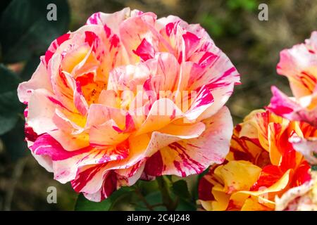 Rose Rosa Maurice Utrillo große Blüten Rosenblüten Stockfoto