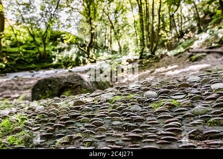 Berühmter 'Money Tree', tief im Wald gesehen. Münzen verschiedener Altersgruppen sind in den Baumstamm eingekeilt zu sehen, hoffentlich um Glück von der Münze zu bringen. Stockfoto