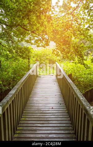Holzbrücke auf einem Wanderweg durch den Wald in Norddeutschland Stockfoto