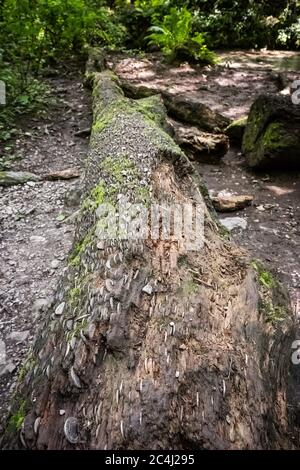 Berühmter 'Money Tree', tief im Wald gesehen. Münzen verschiedener Altersgruppen sind in den Baumstamm eingekeilt zu sehen, hoffentlich um Glück von der Münze zu bringen. Stockfoto