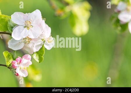 Schöne weiße und lila Apfelblüten vor grünem Frühlingshintergrund Stockfoto