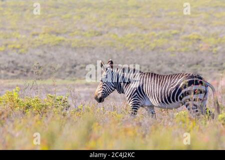 Cape Mountain Zebra (Equus Zebra Zebra) in Fynbos, Bontebok National Park, Swellendam, Western Cape Südafrika. IUCN gefährdete Arten Stockfoto