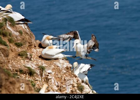 Eine 4. Saison Gannet landet in der Nähe von nistenden Erwachsenen und wird nicht herzlich willkommen geheißen. Noch nicht bereit zu züchten, ziehen sie sich noch immer in die Kolonien Stockfoto