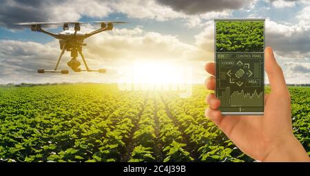 Farmer steuert Drohne mit futuristischem Smartphone. Intelligente Landwirtschaft und Präzisionslandwirtschaft Stockfoto