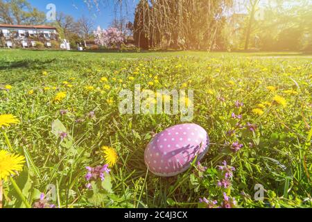 Rosa Osterei auf einer schönen Blumenwiese an einem sonnigen Tag im Frühjahr mit malerischen Sonnenstrahlen Stockfoto