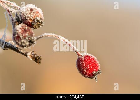 Nahaufnahme von gefrorenen roten Hagebutten im Winter mit schönen Eiskristallen bedeckt Stockfoto