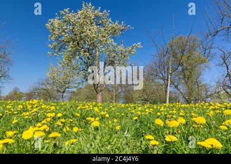 Idyllische Blumenwiese mit gelben Löwenzahn und Bäumen im Frühling in einem Park Stockfoto