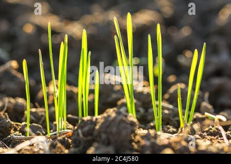 Nahaufnahme Makroaufnahme von grünen Grashalmen, die im Frühjahr aus dunklem Boden wachsen Stockfoto
