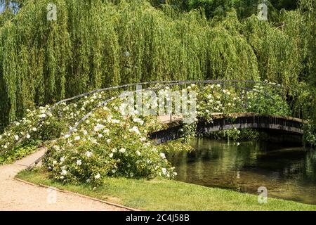 Bogenbrücke über den Fluss Test bei Mottisfont mit weißen Rosen mit einer Kulisse von Weiden bedeckt Stockfoto