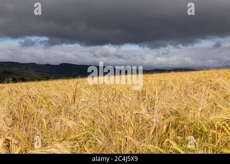 Devon, Sonnenuntergang, Landwirtschaftsfeld in der Nähe von Dunsford, Landwirtschaft, Gerste, Schönheit in der Natur, Getreidepflanze, Ernte - Pflanze, kultiviert, Dämmerung, Bauernhof, Stockfoto