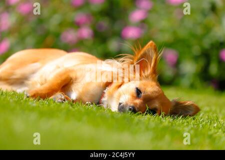 Ein Chihuahua Terrier, der in der Sonne liegt Stockfoto