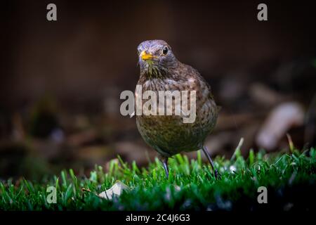 Eine Amsel (Turdus merula) auf der Suche nach Würmern in einem britischen Garten Stockfoto