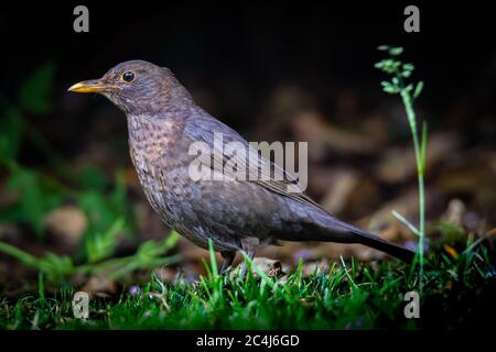 Eine Amsel (Turdus merula) auf der Suche nach Würmern in einem britischen Garten Stockfoto