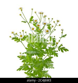 Zweig von frisch blühender Feverfew auf weißem Hintergrund Stockfoto