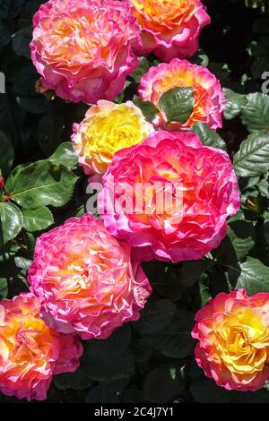 Beauty Rose Rosa 'herrlich' große Blüten herrliche Blumen Hybrid Tee Rose schöne Rose Rosa Orange Aprikose Blend Farbe Stockfoto