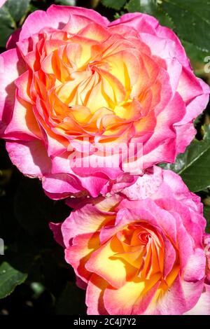 Rosa Lachs Rose Rosa wunderschöne große Blüten Stockfoto