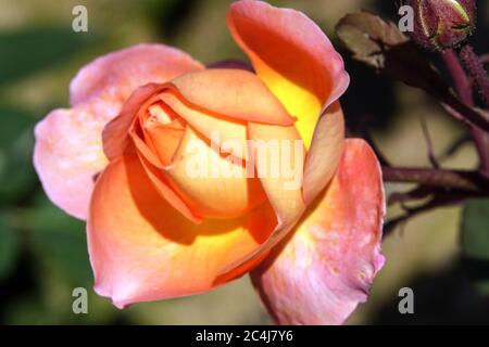 Orange Rose Bud Rosa „Lady Emma Hamilton“ Hybridtee Stockfoto