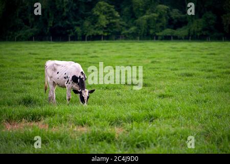 Single Black & White Rinder grasen in üppigen grünen Weide Stockfoto