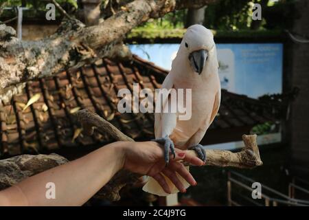 Frau Hand berühren schöne Exemplar von coockatoo. Cute Cacatua Moluccensis steht auf einem Zweig eines Holzes und streichelte seine Federn. Lachs Crested Stockfoto