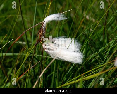 Gewöhnliches Baumwollgras, Eriophorum angustifolium, das auf Bodmin Moor, Cornwall, Großbritannien wächst Stockfoto