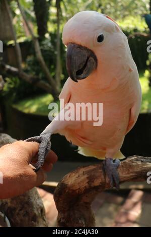 Frau Hand berühren schöne Exemplar von coockatoo. Cute Cacatua Moluccensis steht auf einem Zweig eines Holzes und streichelte seine Federn. Lachs Crested Stockfoto