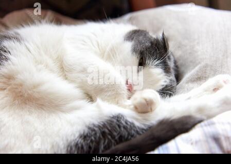 Foto einer niedlichen Lop-ohred Katze zusammengerollt Stockfoto