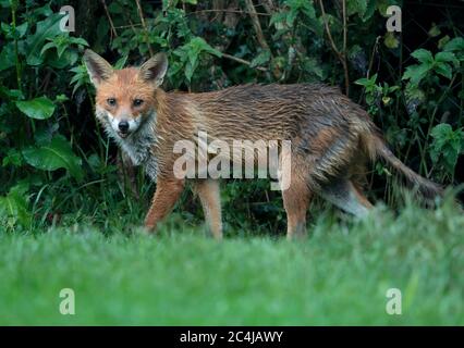 Ein wilder Rüde Red Fox (Vulpes vulpes), der im Regen am Feldrand entlang läuft, Warwickshire Stockfoto