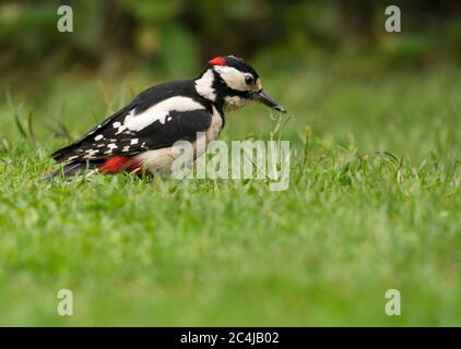 Ein großer Specht (Dendrocopos Major), der auf einem Gartenrasen, Warwickshire, füttert Stockfoto