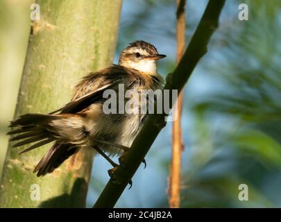 Ein Sedge Warbler (Acrocephalus schoenobaenus), der in der frühen Morgensonne, Oxfordshire, thront Stockfoto