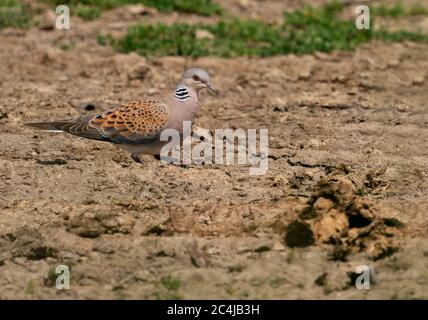 Eine wilde Schildkrötendove (Streptopelia turtur), die am Boden, Oxfordshire, ernährt Stockfoto