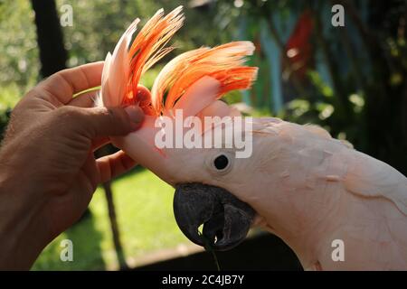 Frau Hand berühren schöne Exemplar von coockatoo. Cute Cacatua Moluccensis steht auf einem Zweig eines Holzes und streichelte seine Federn. Lachs Crested Stockfoto