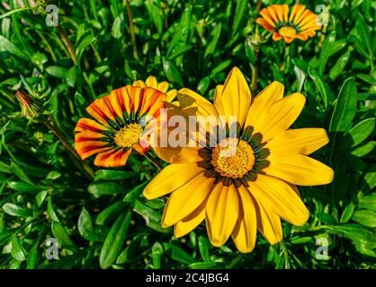 Blumen in Sunder Nursery, Delhi, Indien Stockfoto