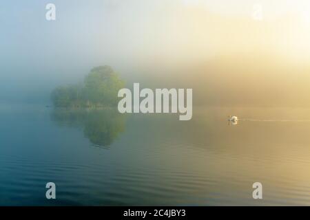 Schwan Schwimmen auf ruhigen Misty Lake an EINEM schönen Frühlingsmorgen im Lake District, Großbritannien. Stockfoto