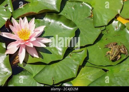 Frosch auf den grünen Blättern blühender Seerosen Stockfoto