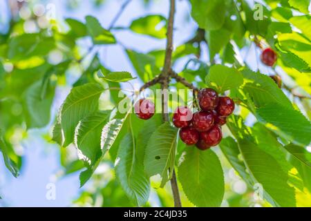 Leuchtend rote Kirschen hängen an einem Sommertag vom Zweig eines Kirschbaums bereit zum Pflücken Stockfoto