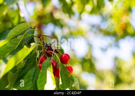 Leuchtend rote Kirschen hängen an einem Sommertag vom Zweig eines Kirschbaums bereit zum Pflücken Stockfoto