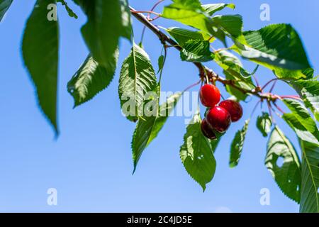 Leuchtend rote Kirschen hängen an einem Sommertag vom Zweig eines Kirschbaums bereit zum Pflücken Stockfoto