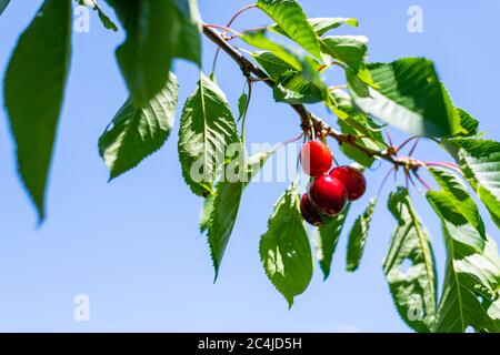 Leuchtend rote Kirschen hängen an einem Sommertag vom Zweig eines Kirschbaums bereit zum Pflücken Stockfoto