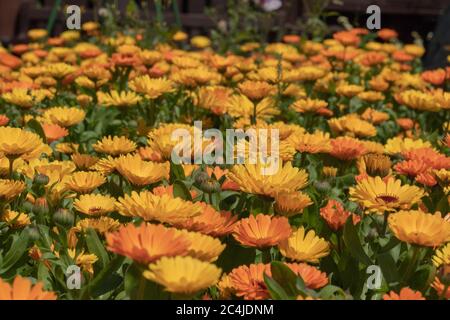 Große Gruppe von orangefarbenen und gelben Calendula officinalis in voller Sonne auf einer Zuteilung in Nord-London gesehen. Stockfoto
