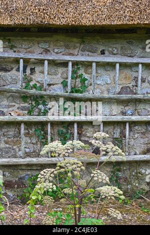 Alte Holzleitern, die an einer Steinwand in den Teestuben der National Trusts Old Bakery in Branscombe, Devon, Großbritannien, hängen. Stockfoto