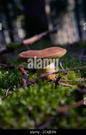 Ein isolierter wilder und essbarer lorbeer bolet Pilz wächst im Wald auf einem Bett von moos durch das Morgenlicht beleuchtet Stockfoto