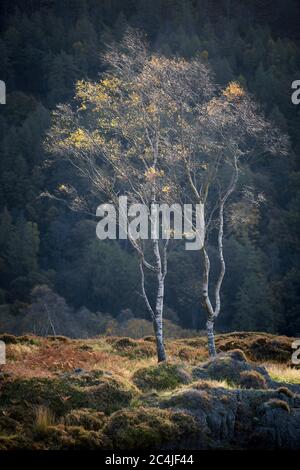 Zwei Birken isoliert vor Woodland Hintergrund Holme fiel in der Lake District, Großbritannien. Stockfoto