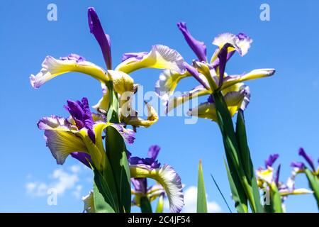 Spuria Iris Letni Louka, weiße lila Iris Irises Stockfoto