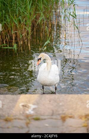 Im Sommer mute Schwan im Nachzügler. Stockfoto