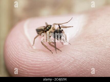 Springende Spinne, die gerade ihre Beute gefangen Stockfoto